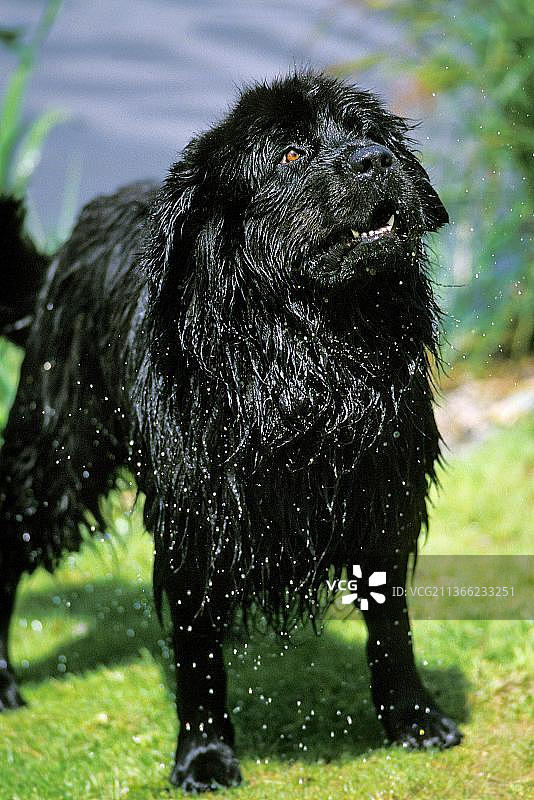 从湖里出来的纽芬兰救援犬图片素材