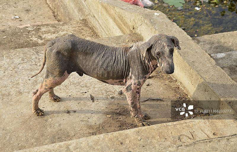 斯里兰卡科伦坡的流浪狗图片素材