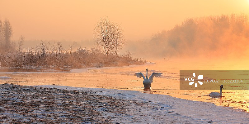 雾凇天鹅图片素材