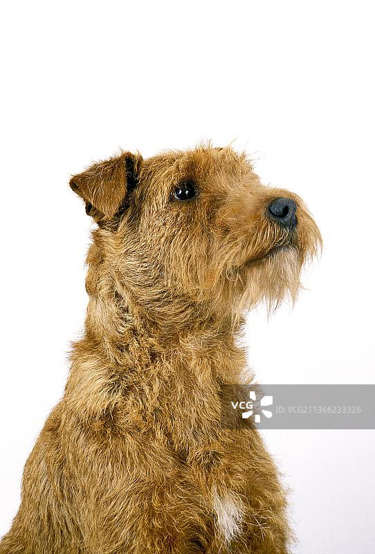 白色背景上的爱尔兰梗犬肖像图片素材
