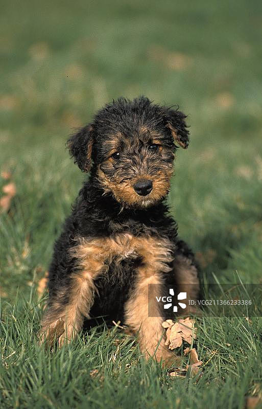 坐在草地上的万能梗犬幼犬图片素材