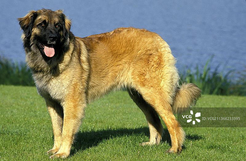 站在水边的莱昂贝格犬图片素材