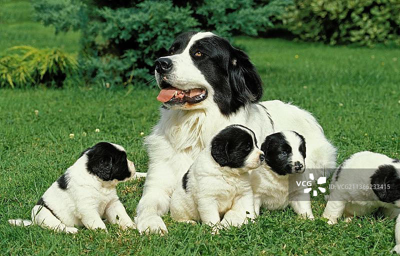 兰西尔犬：母犬和小狗躺在草地上图片素材