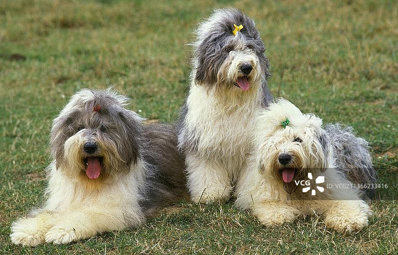 两只躺在草地上的古代英国牧羊犬图片素材