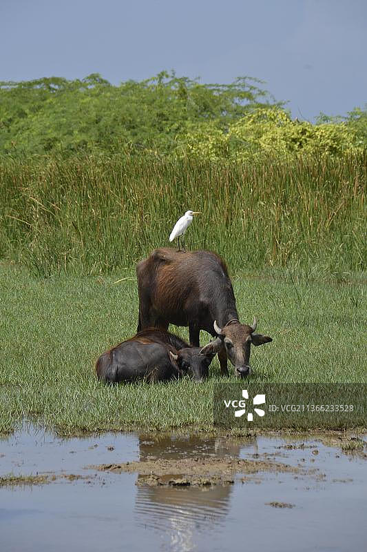 亚洲斯里兰卡马塔拉的水牛图片素材