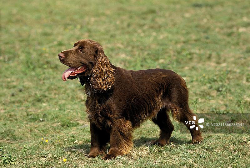 站在草地上的田野猎犬图片素材