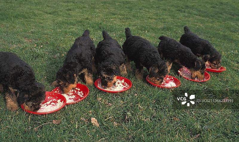 艾尔谷犬幼犬进食图片素材