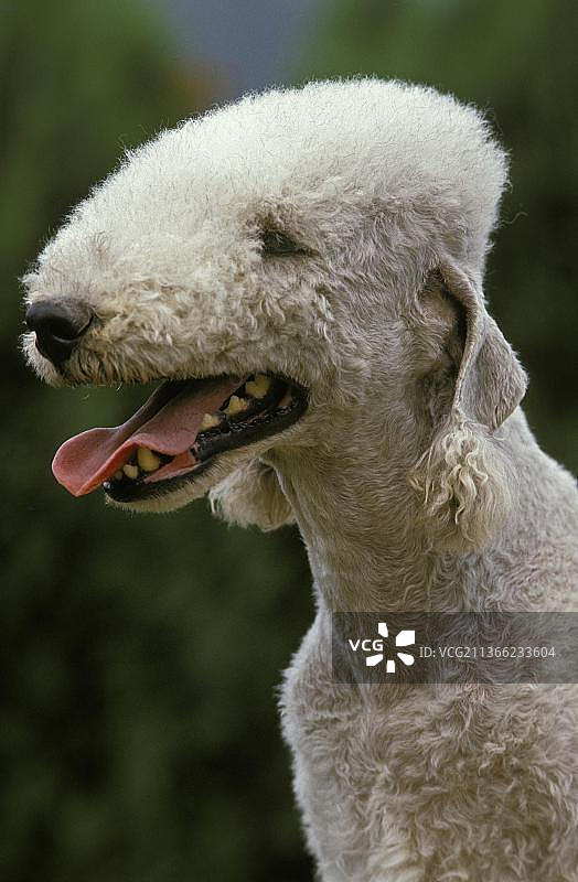 贝灵顿梗犬肖像图片素材
