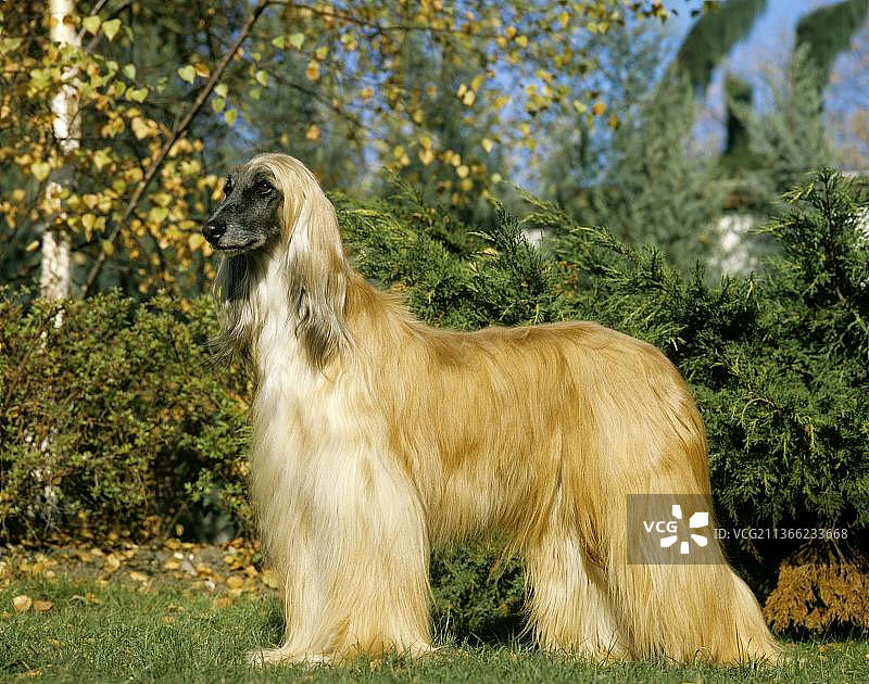 阿富汗猎犬站在草坪上图片素材