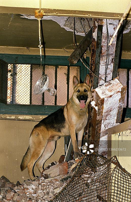 德国牧羊犬在灾难犬训练课程中图片素材