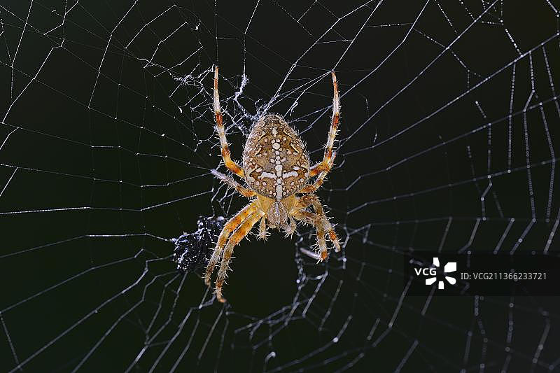 欧洲花园蜘蛛，柏林，德国图片素材