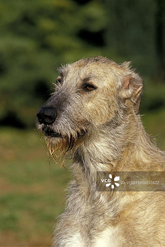 成年爱尔兰猎狼犬的肖像图片素材