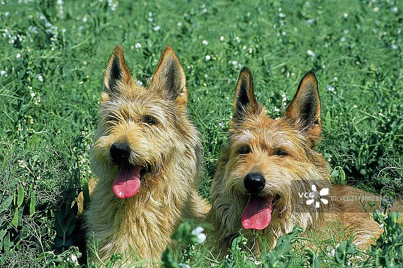 皮卡迪牧羊犬成年犬坐豌豆田图片素材