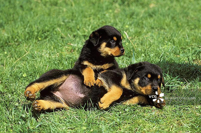 罗威纳犬幼犬在草地上玩耍图片素材