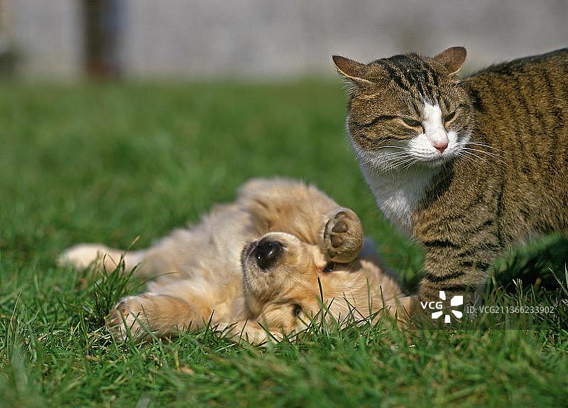 金色寻回犬幼犬与家猫玩耍图片素材