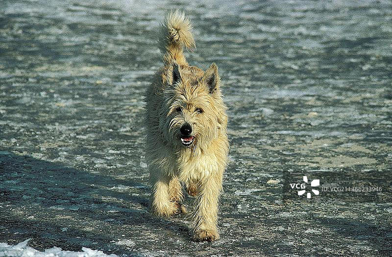 成年皮卡第牧羊犬图片素材