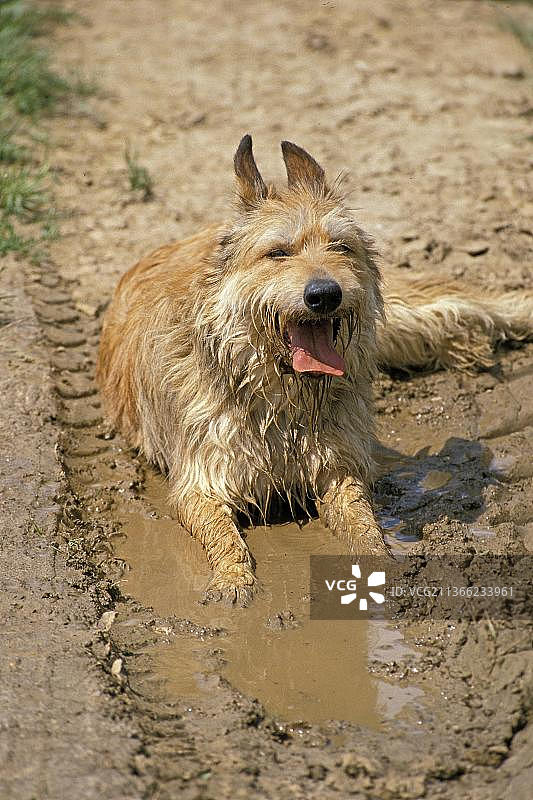 成年皮卡第牧羊犬，卧在水中图片素材