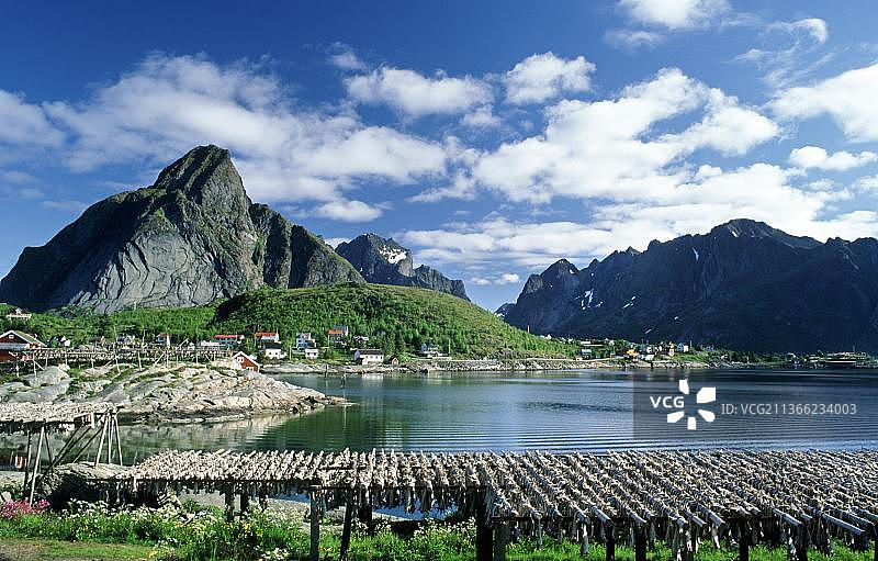 挪威罗弗敦群岛雷讷渔村晾晒的大西洋鳕鱼图片素材