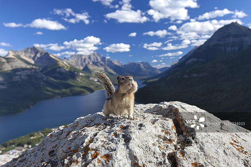 金鬃松鼠图片素材