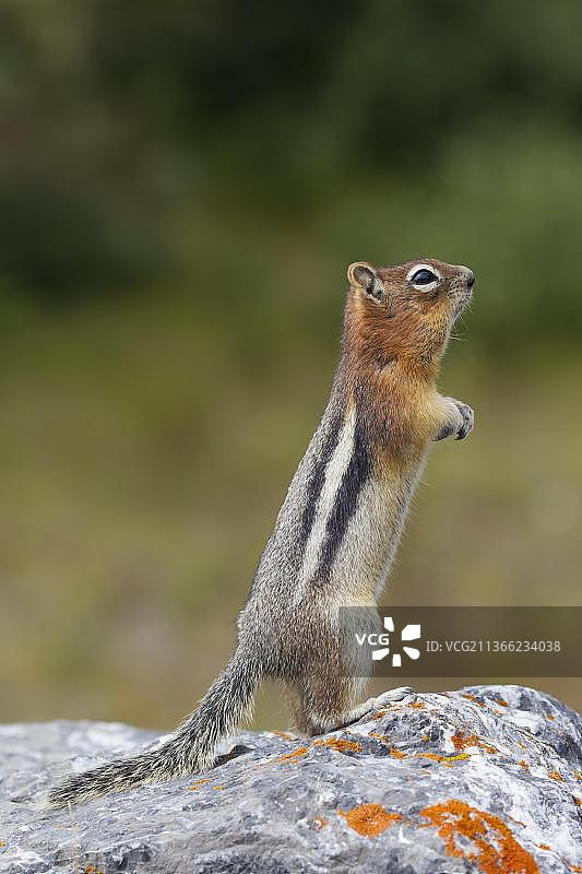 金鬃松鼠图片素材