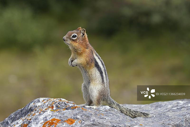 金鬃松鼠图片素材