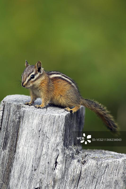 花栗鼠（小 chipmunk），啮齿动物，哺乳动物，动物，在木栅栏上的花栗鼠，原产于北美洲图片素材