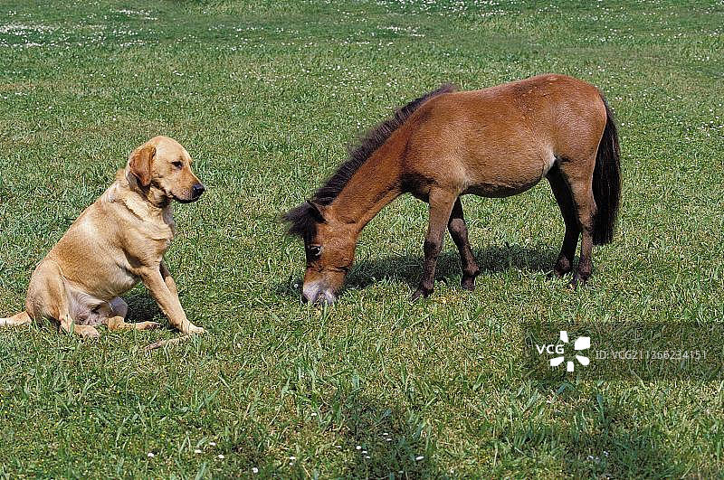 拉布拉多寻回犬与成年迷你美国马图片素材
