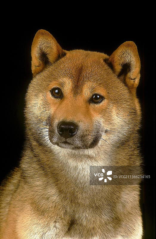 黑色背景上的成年柴犬头部图片素材