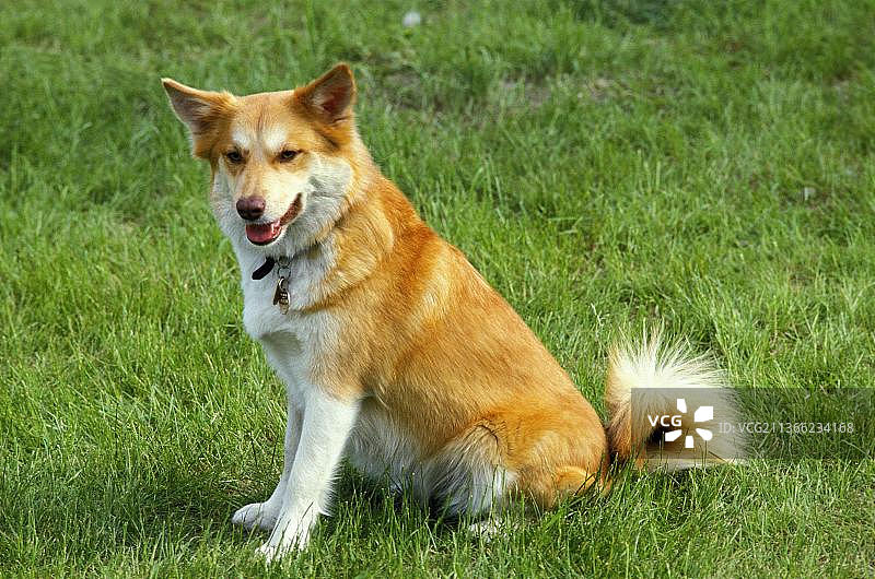 草地上坐着的西伯利亚莱卡犬图片素材