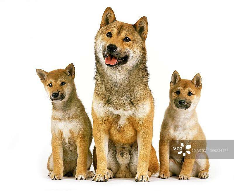 成年柴犬和小狗图片素材