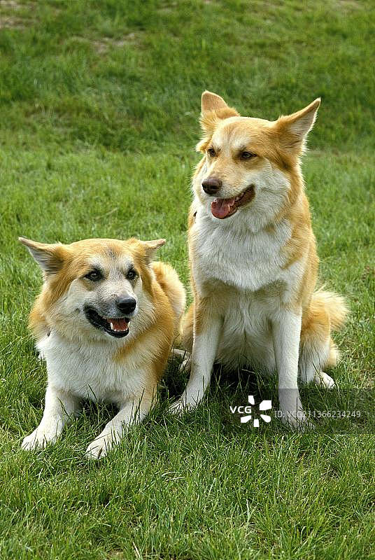 西伯利亚莱卡犬，来自俄罗斯的犬种图片素材