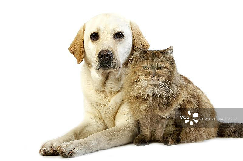 黄色拉布拉多母犬与玳瑁色波斯家猫，白色背景图片素材