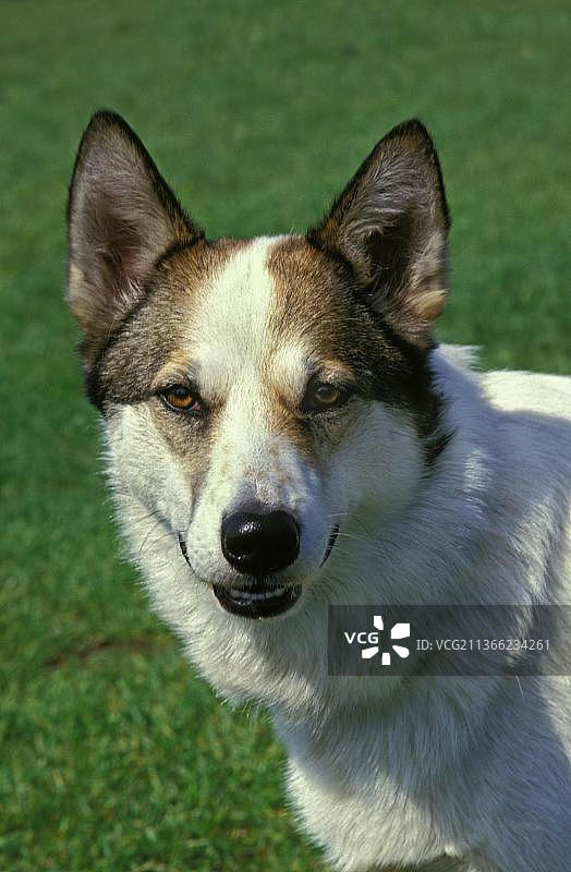 西伯利亚莱卡犬图片素材