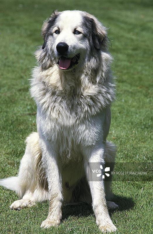 成年比利牛斯山犬坐于草地上图片素材