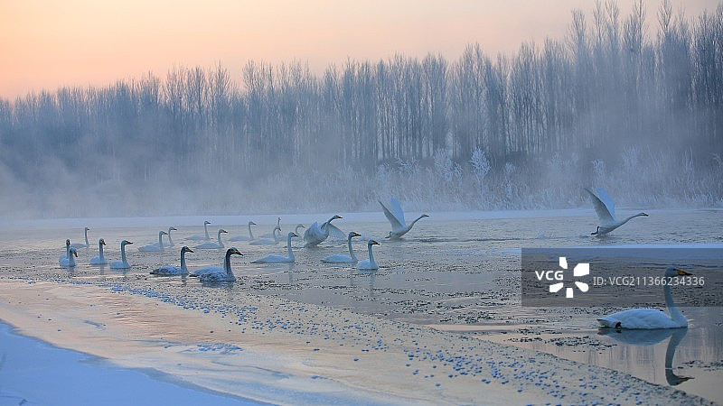 雾凇天鹅图片素材