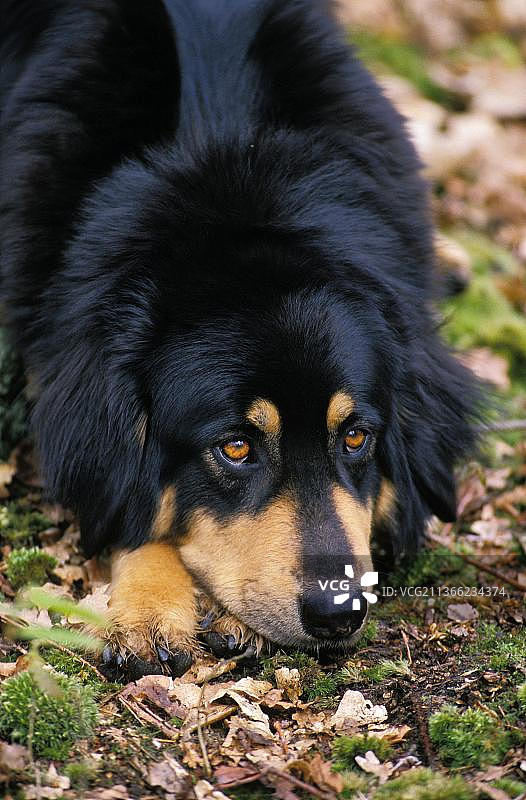 成年藏獒犬躺卧图片素材