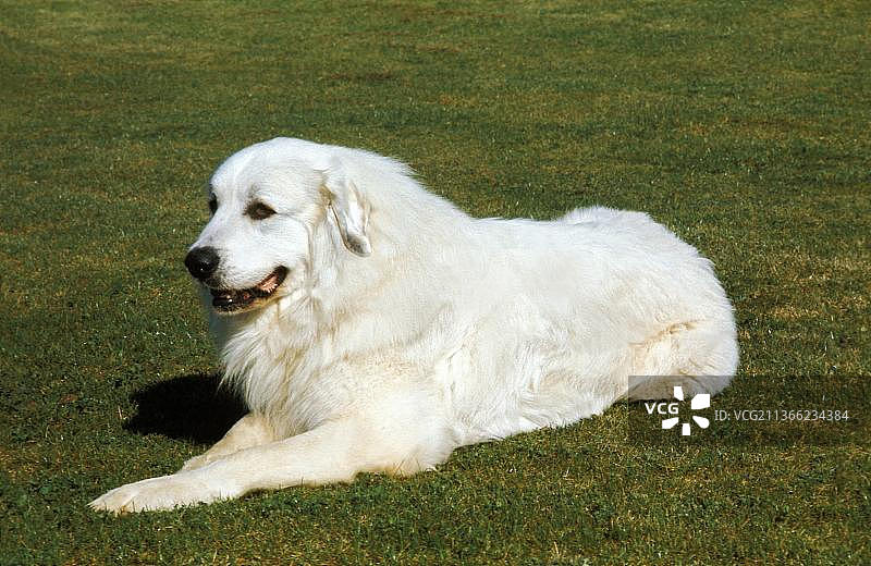 大比利牛斯山地犬图片素材