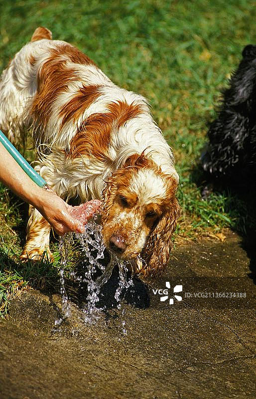 正在喝水的成年英国可卡犬图片素材
