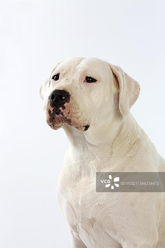 白色背景下的阿根廷獒犬肖像图片素材