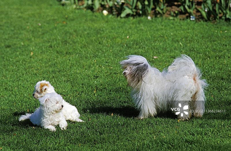 马达加斯加长毛犬幼犬与母犬玩耍图片素材