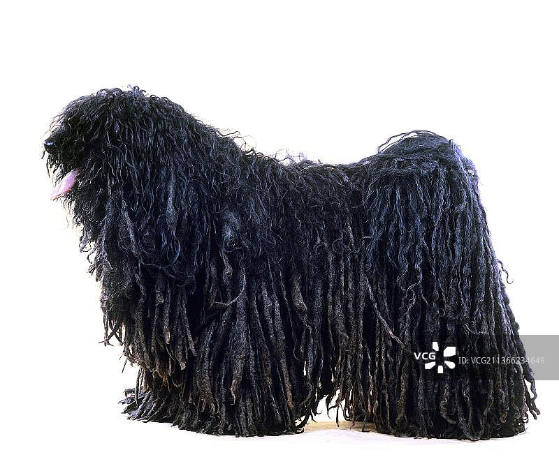 匈牙利普利犬图片素材