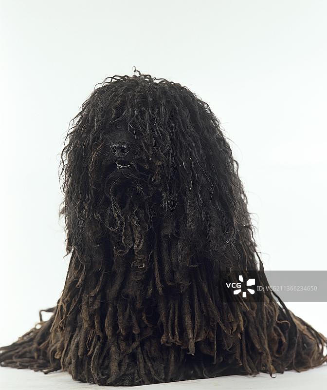 白色背景下的成年匈牙利普利犬图片素材