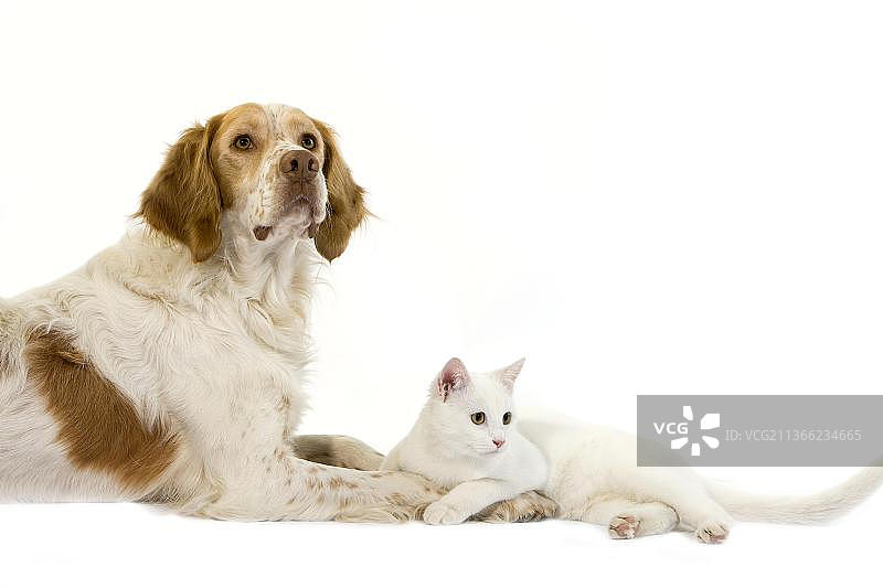 法国猎犬（肉桂色）与白色家猫，白色背景图片素材