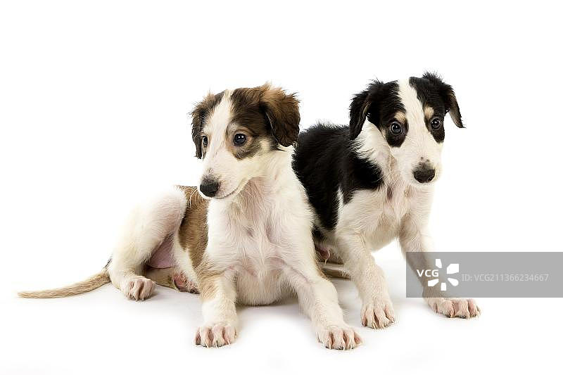 猎狼或俄罗斯猎狼犬，幼犬在白色背景前面图片素材