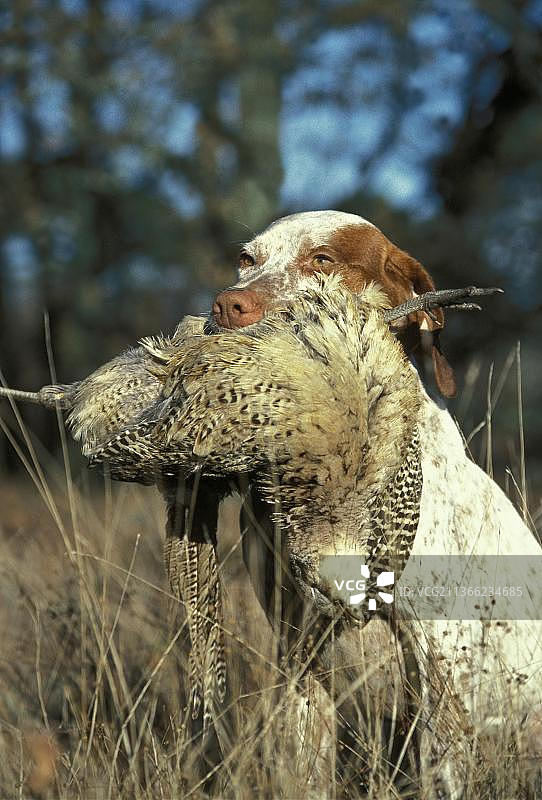 布尔丹内斯指示犬，成年犬口衔雌性野鸡图片素材
