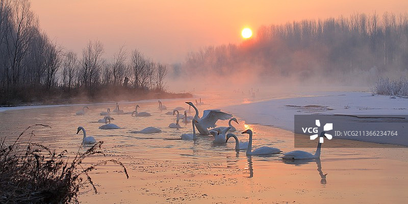 雾凇天鹅图片素材