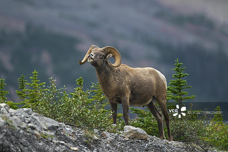 野 Big Horn 羊，贾斯珀国家公园，加拿大艾伯塔省图片素材