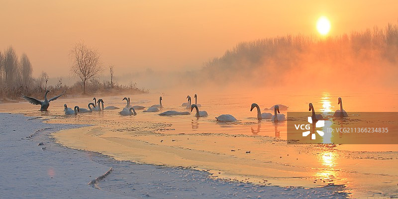 雾凇天鹅图片素材