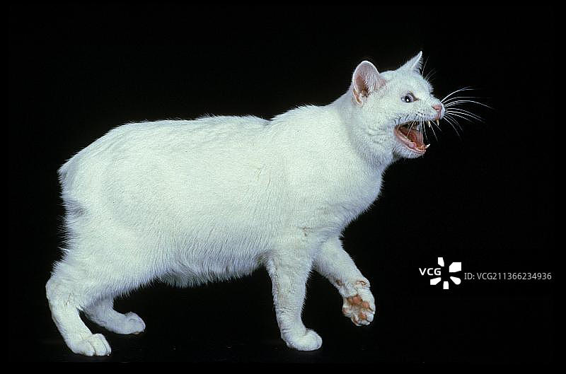 无尾的马恩岛家猫，成年猫在黑色背景下咆哮图片素材