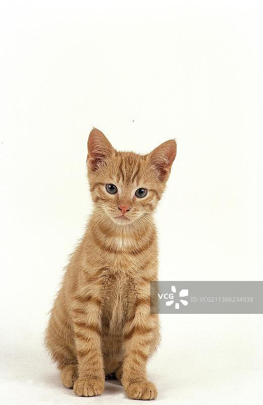 红色虎斑猫幼崽坐在白色背景前图片素材